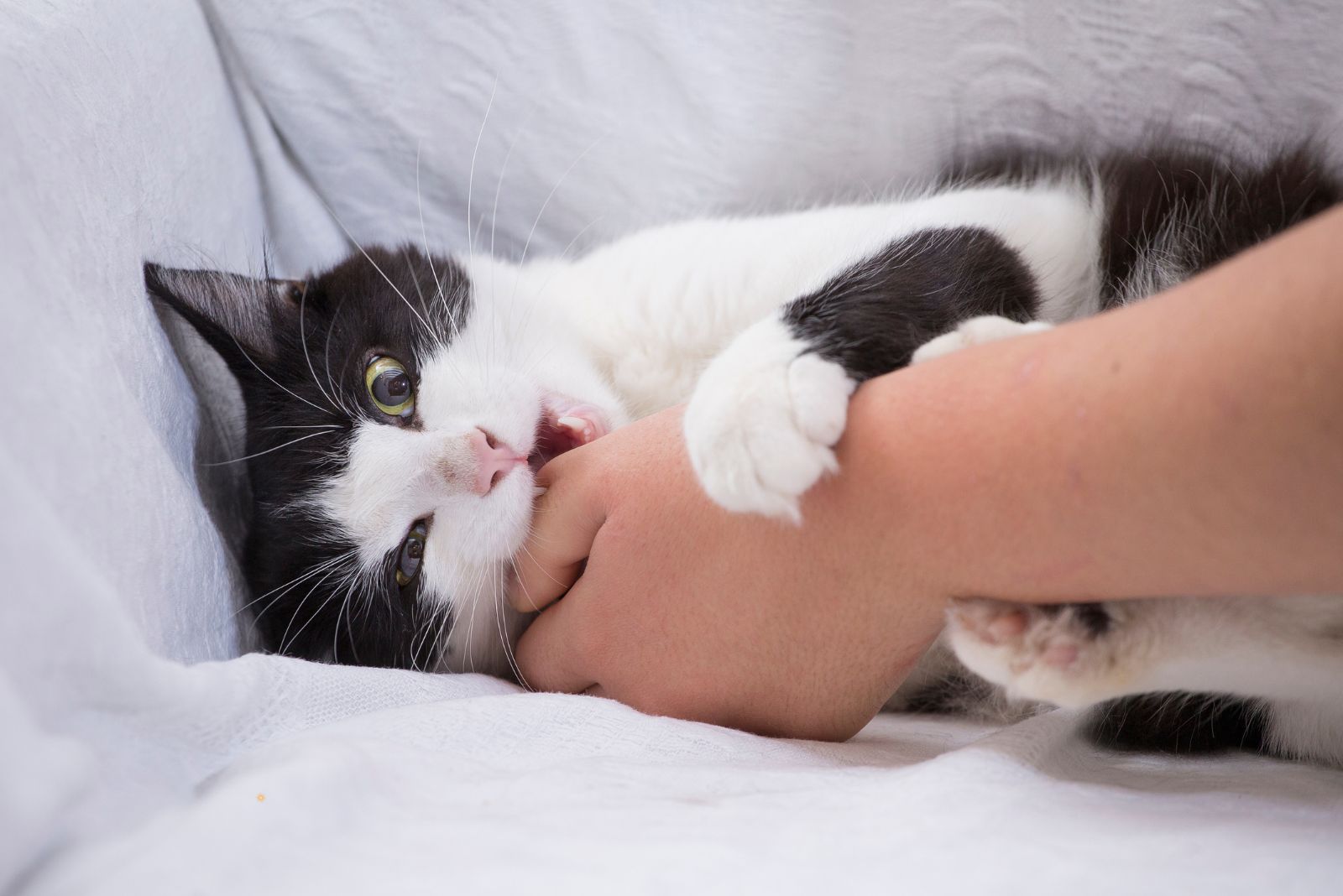 cat biting hand