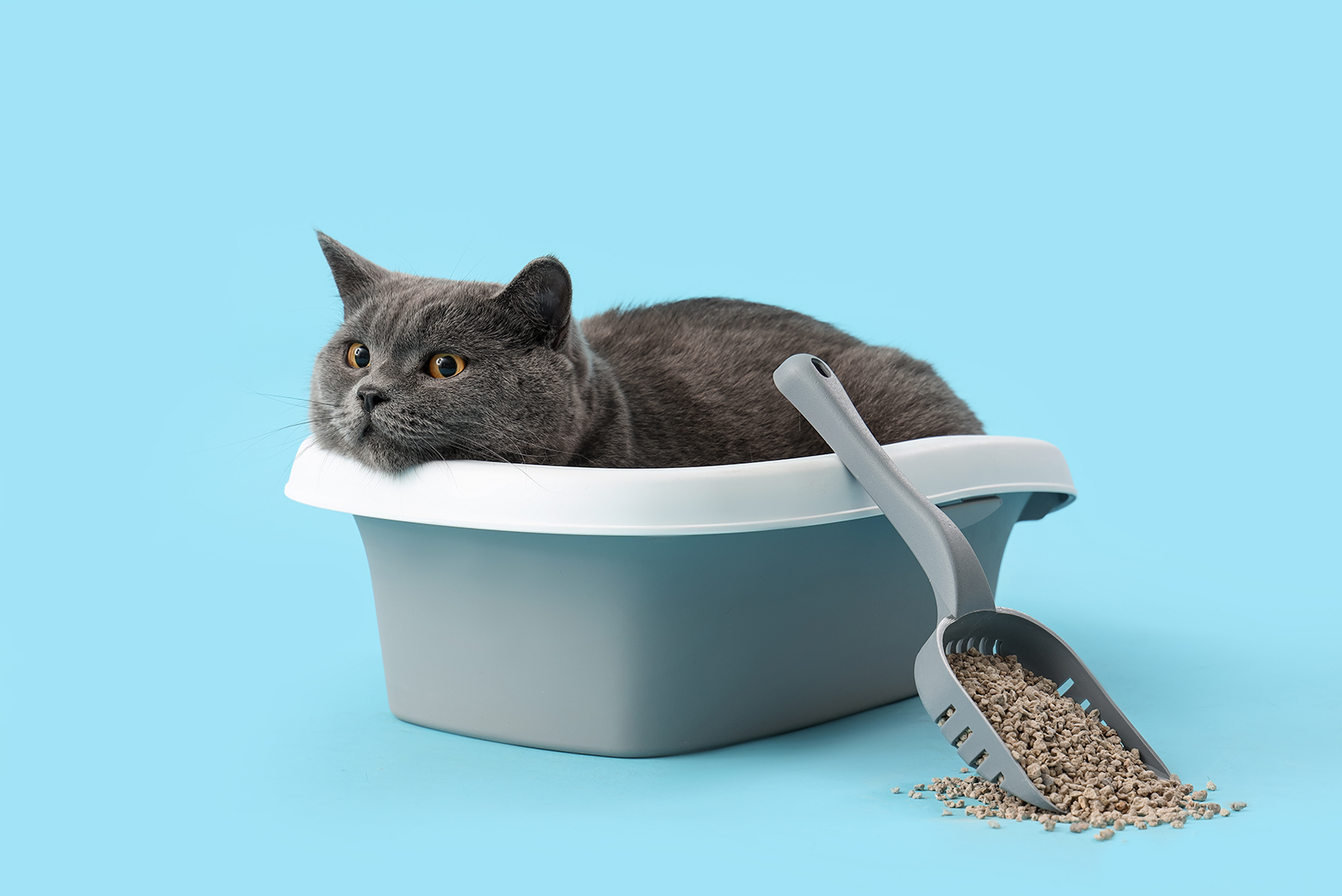 cat bucket