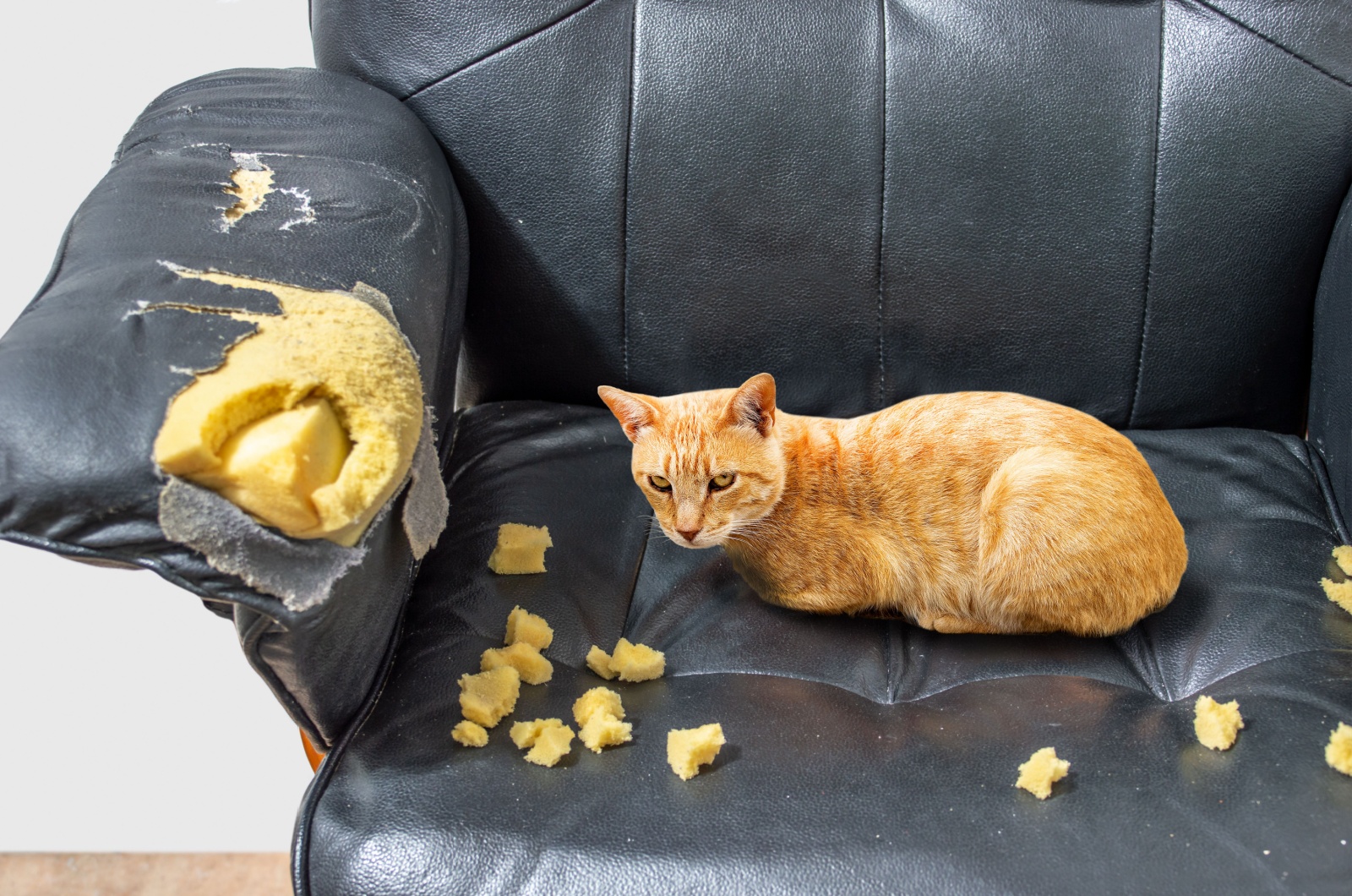 cat destructive behavior