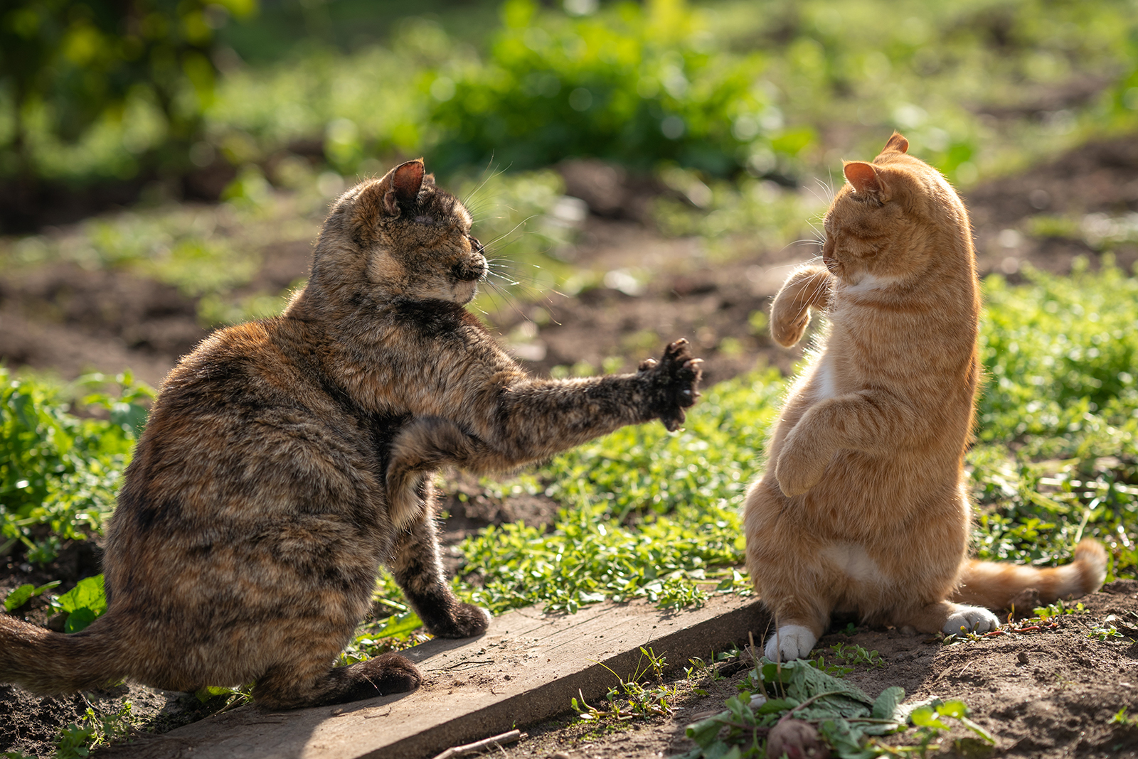 cat fight