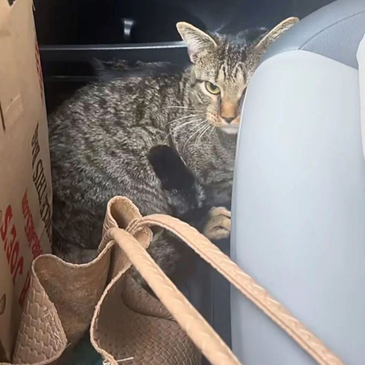 cat hiding in the car