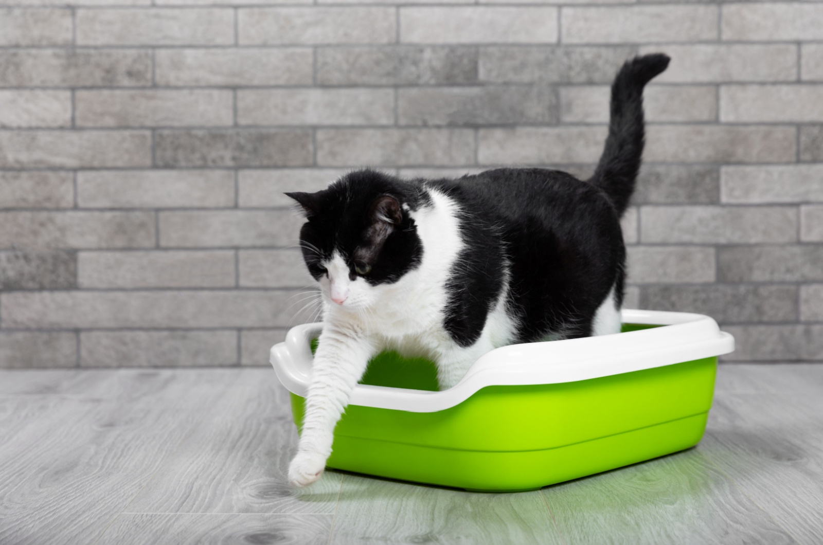 cat in litter box