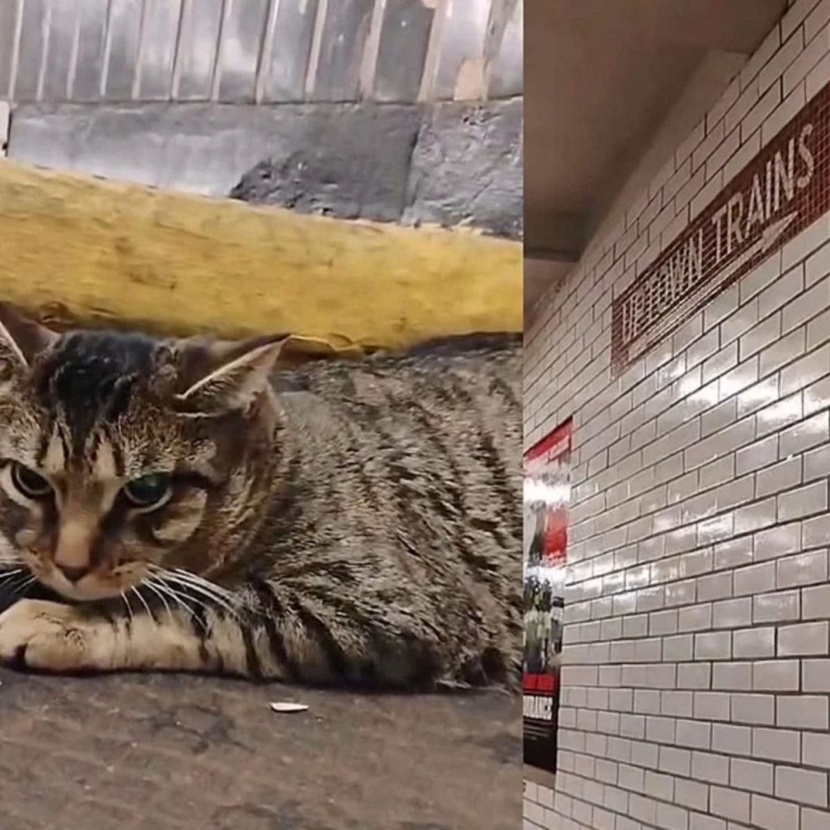 cat in subway