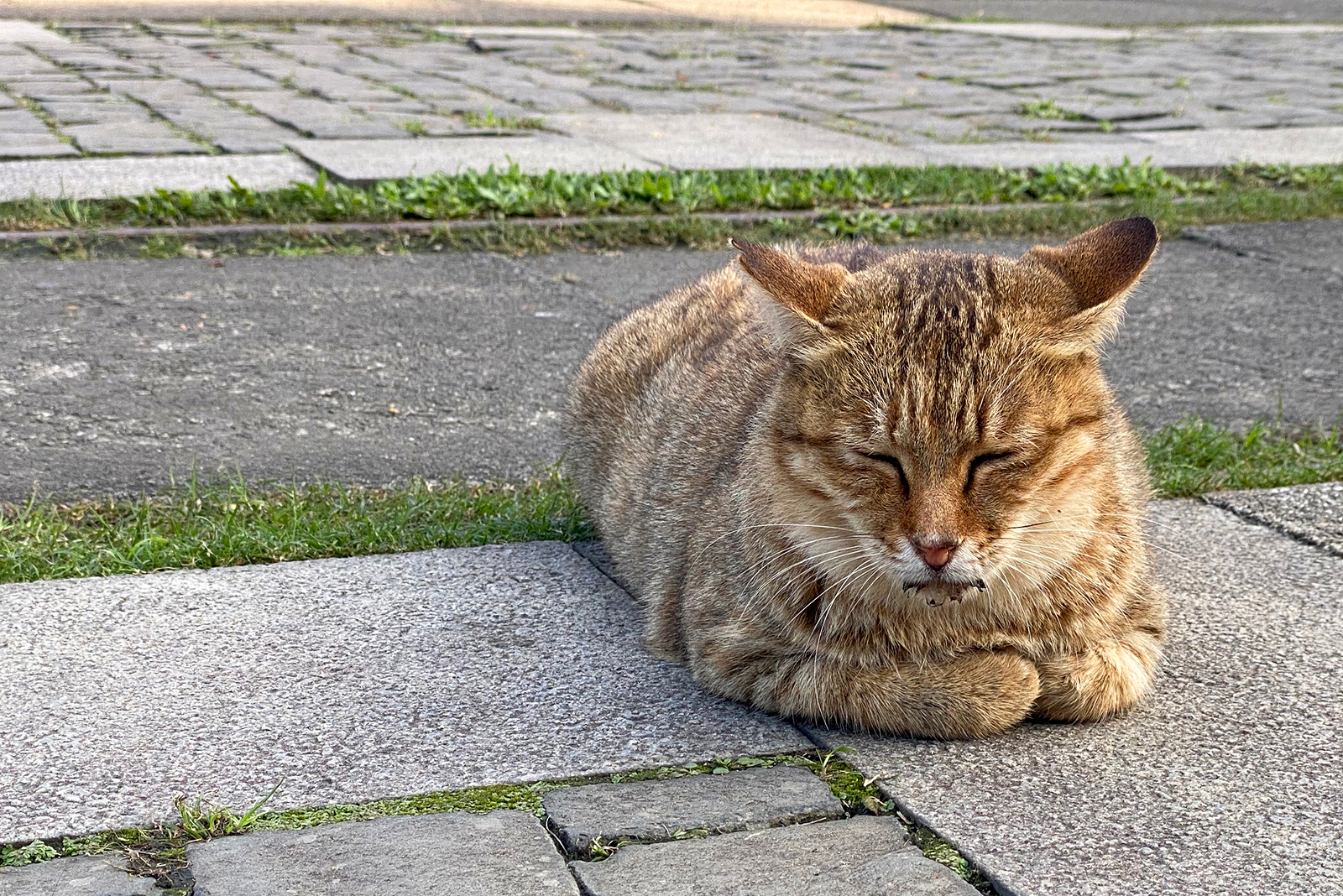 cat lying on a curb