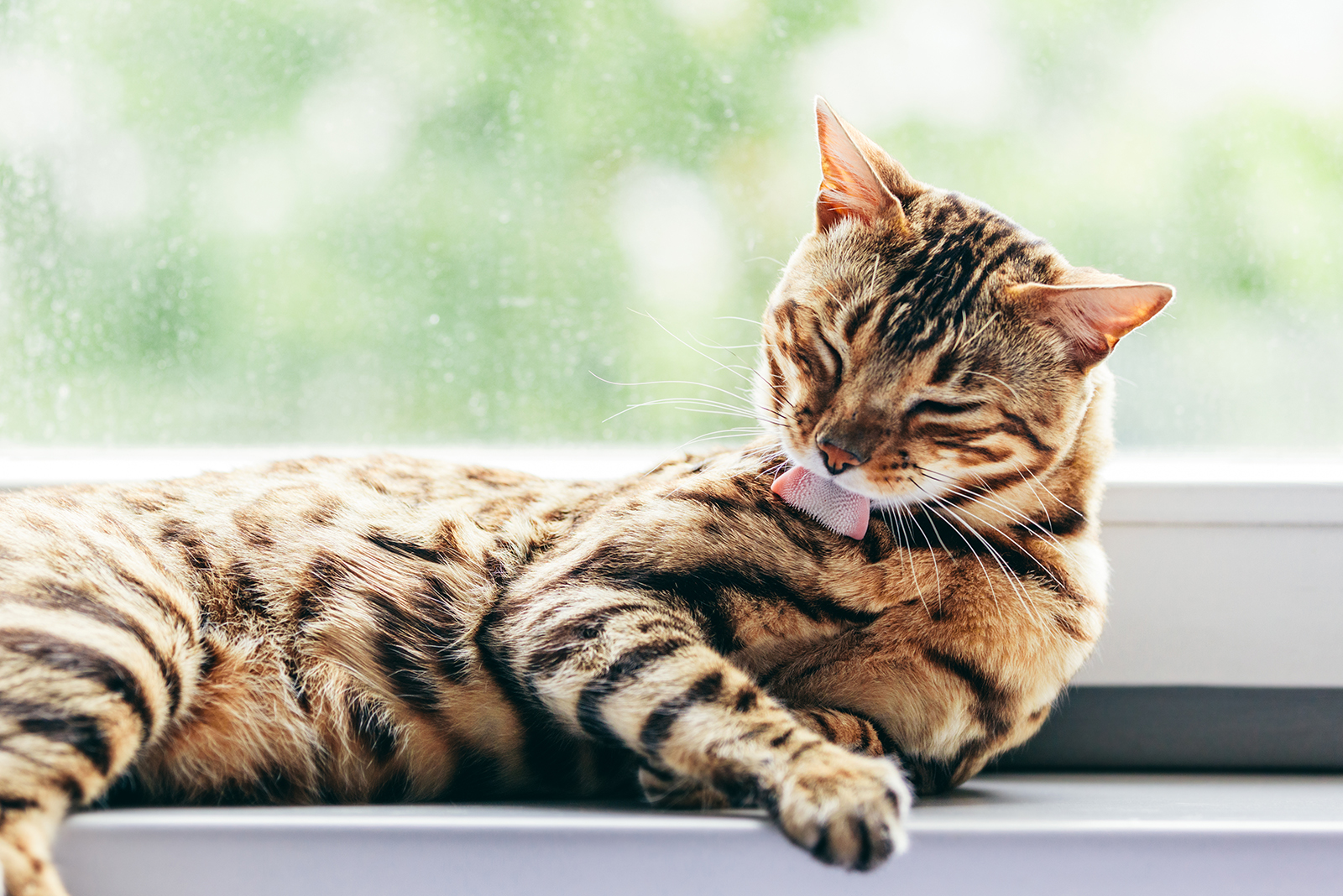 cat lying on a window sill