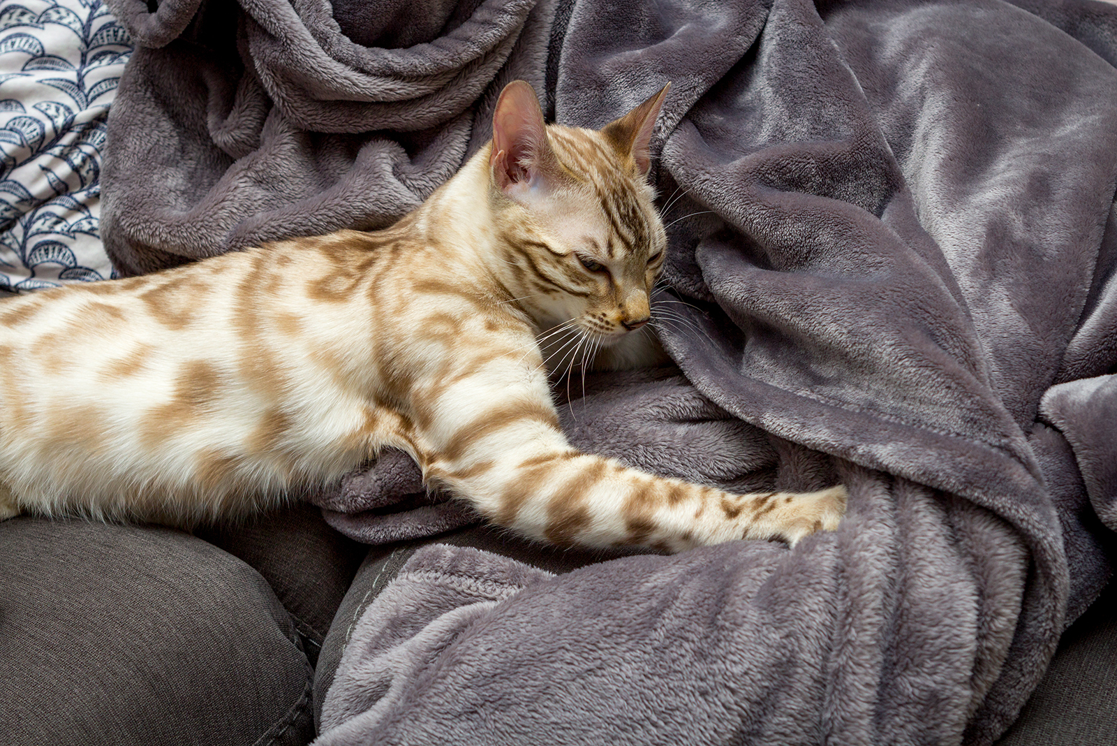 cat lying on bed