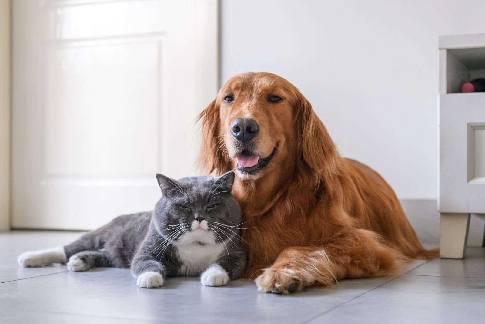 cat lying with dog