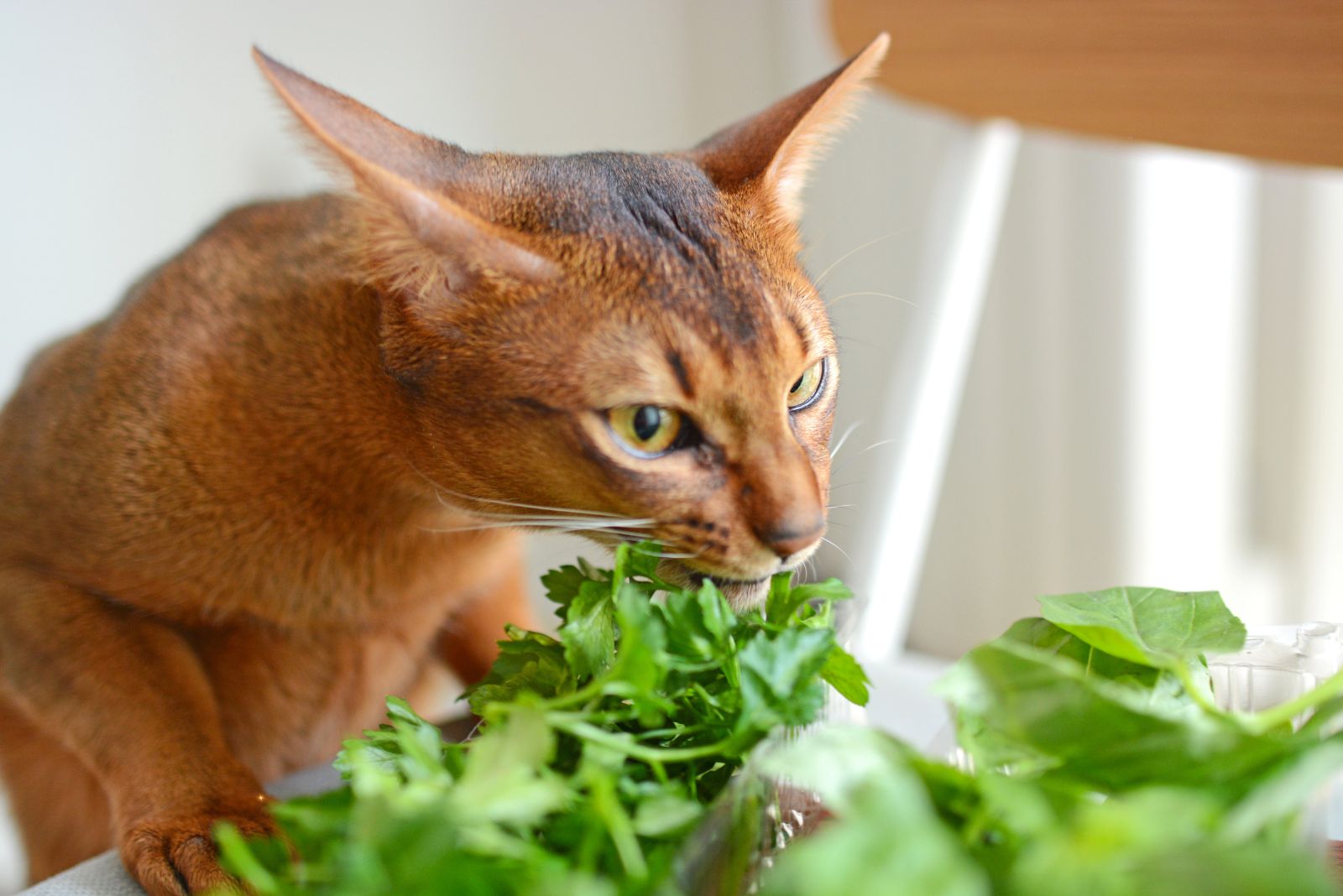 cat munching on parsley