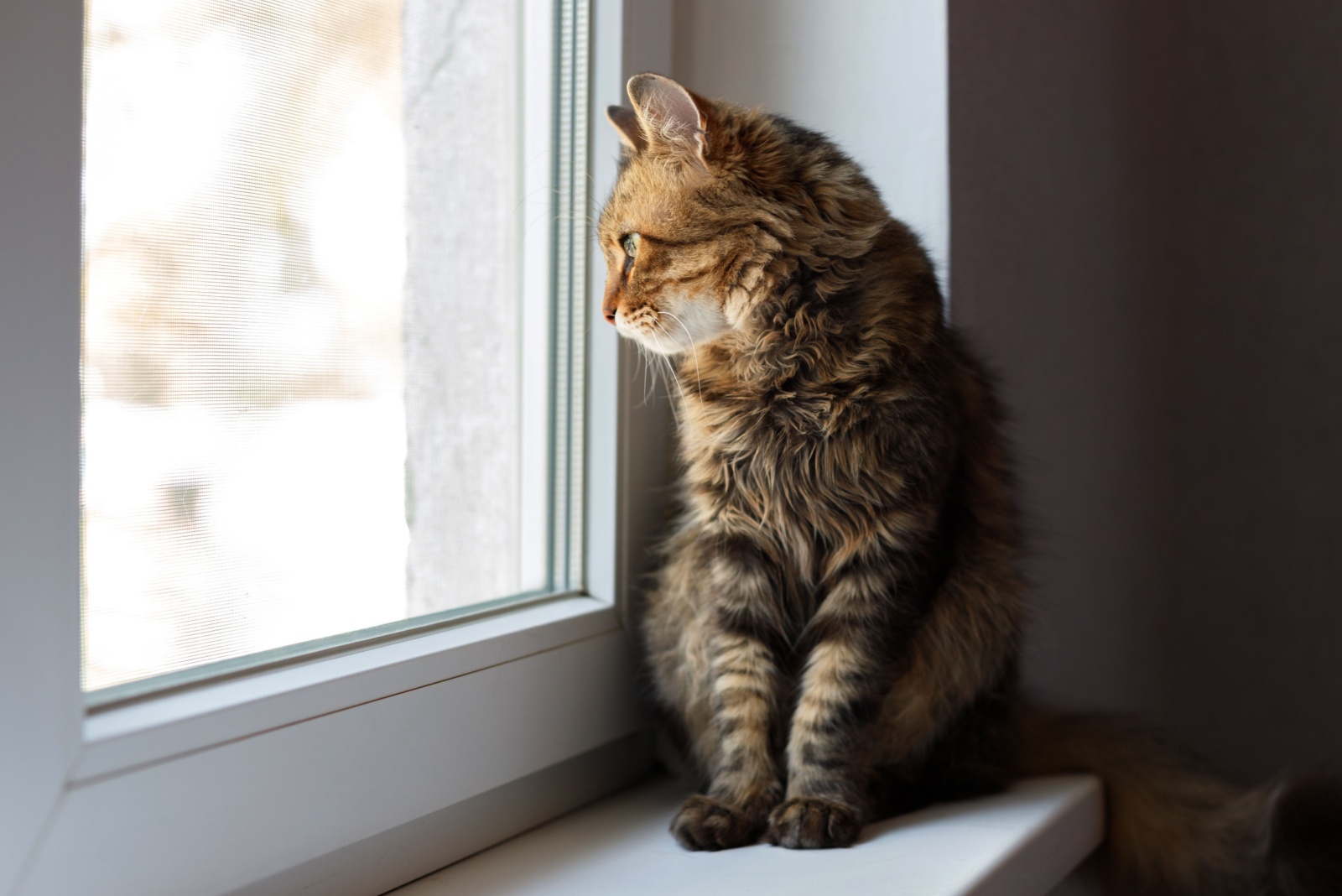 cat next to window