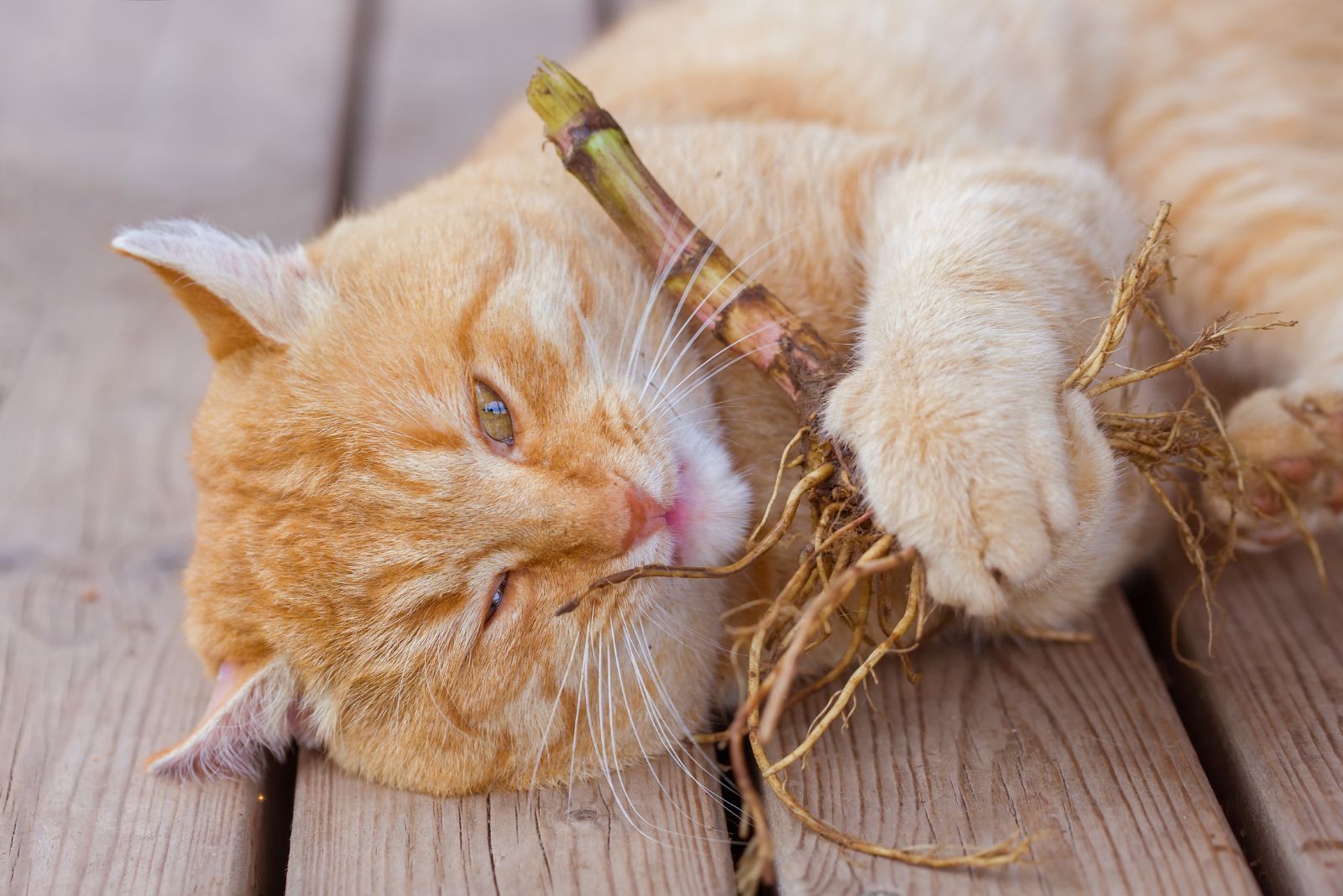 cat nibbles valerian root