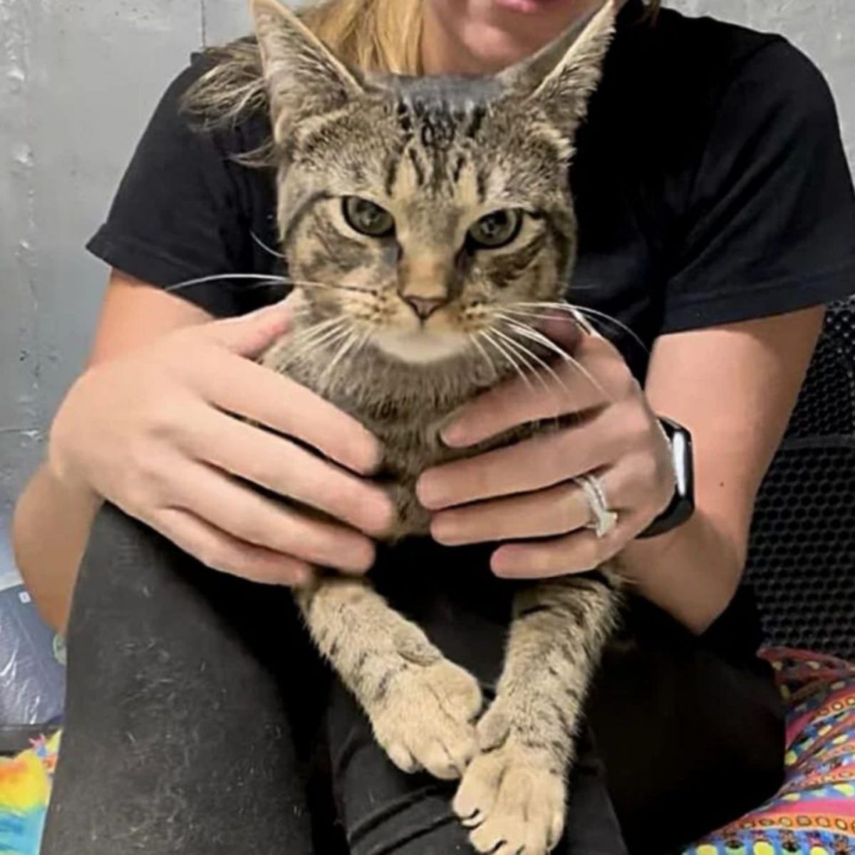 cat posing on womans knees