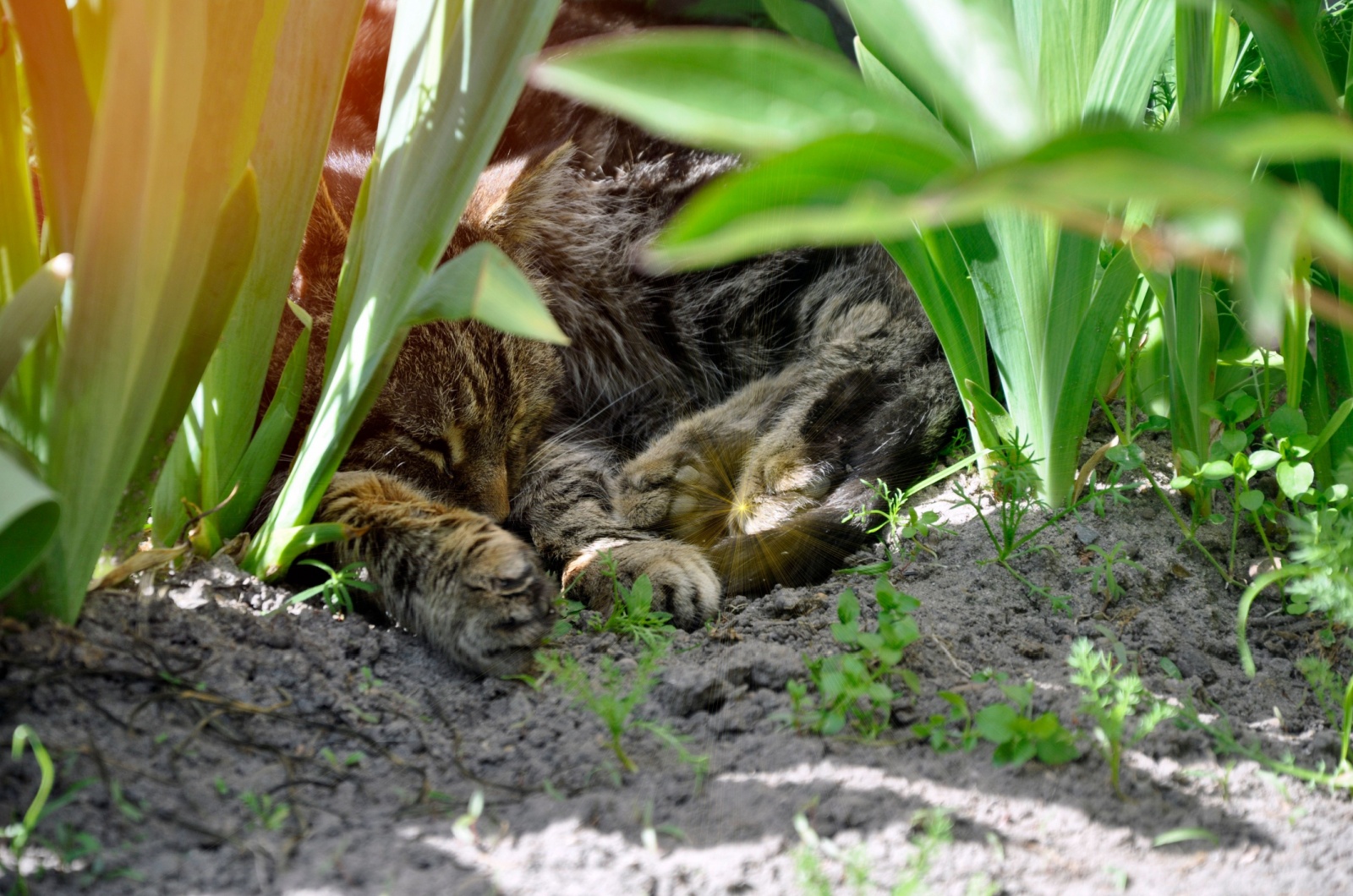 cat sleeping outside