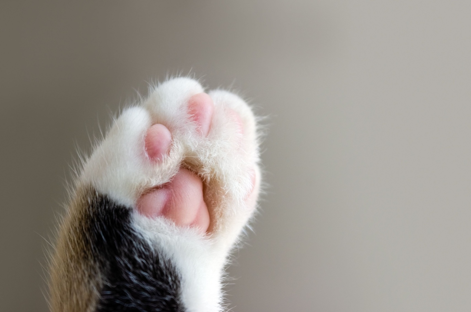 cat toes