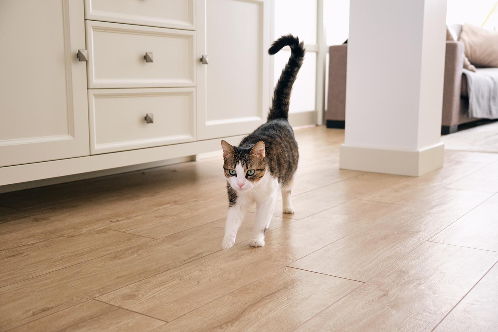 cat walking indoors