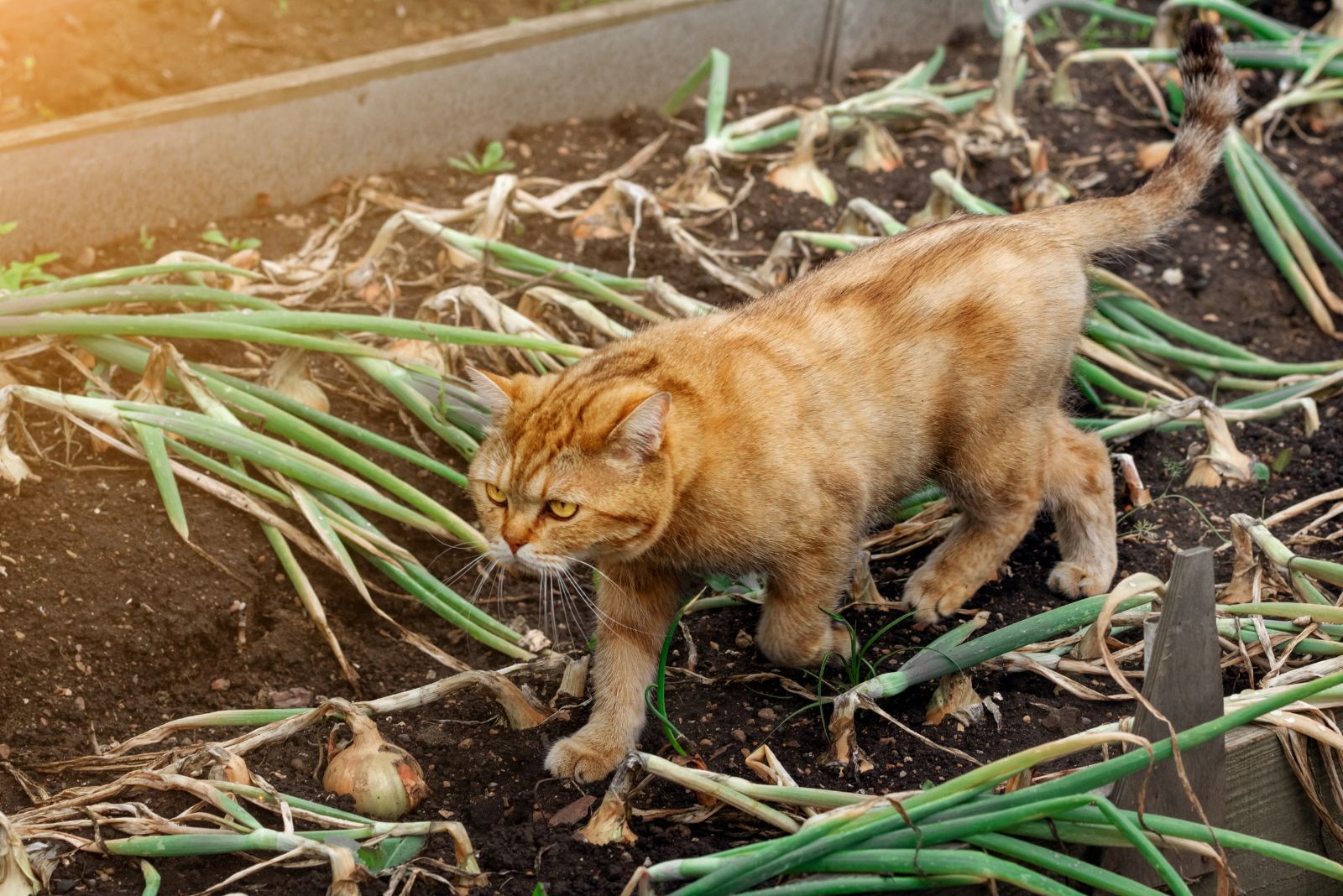 cat walks through onions