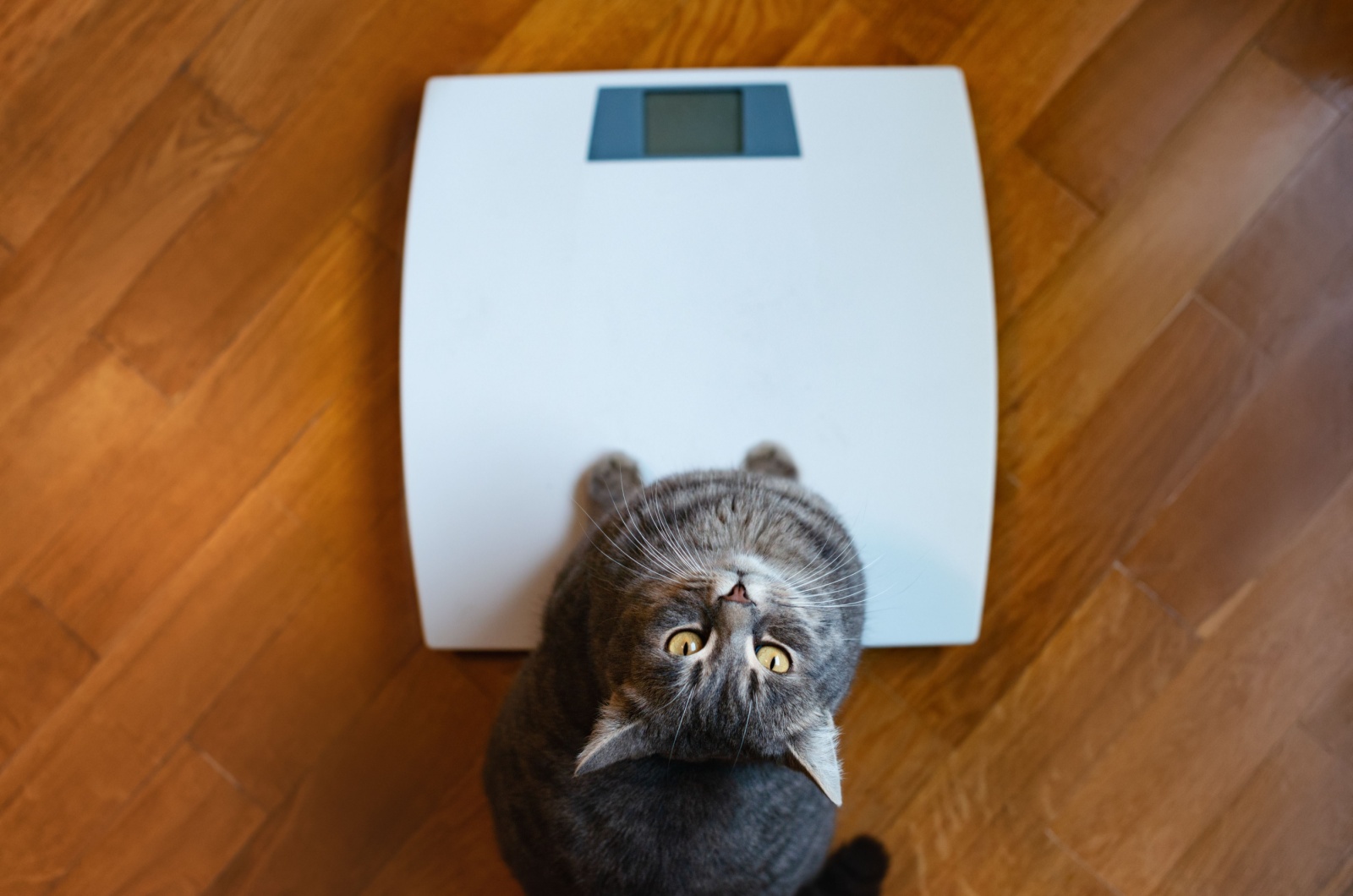 cat weight loss