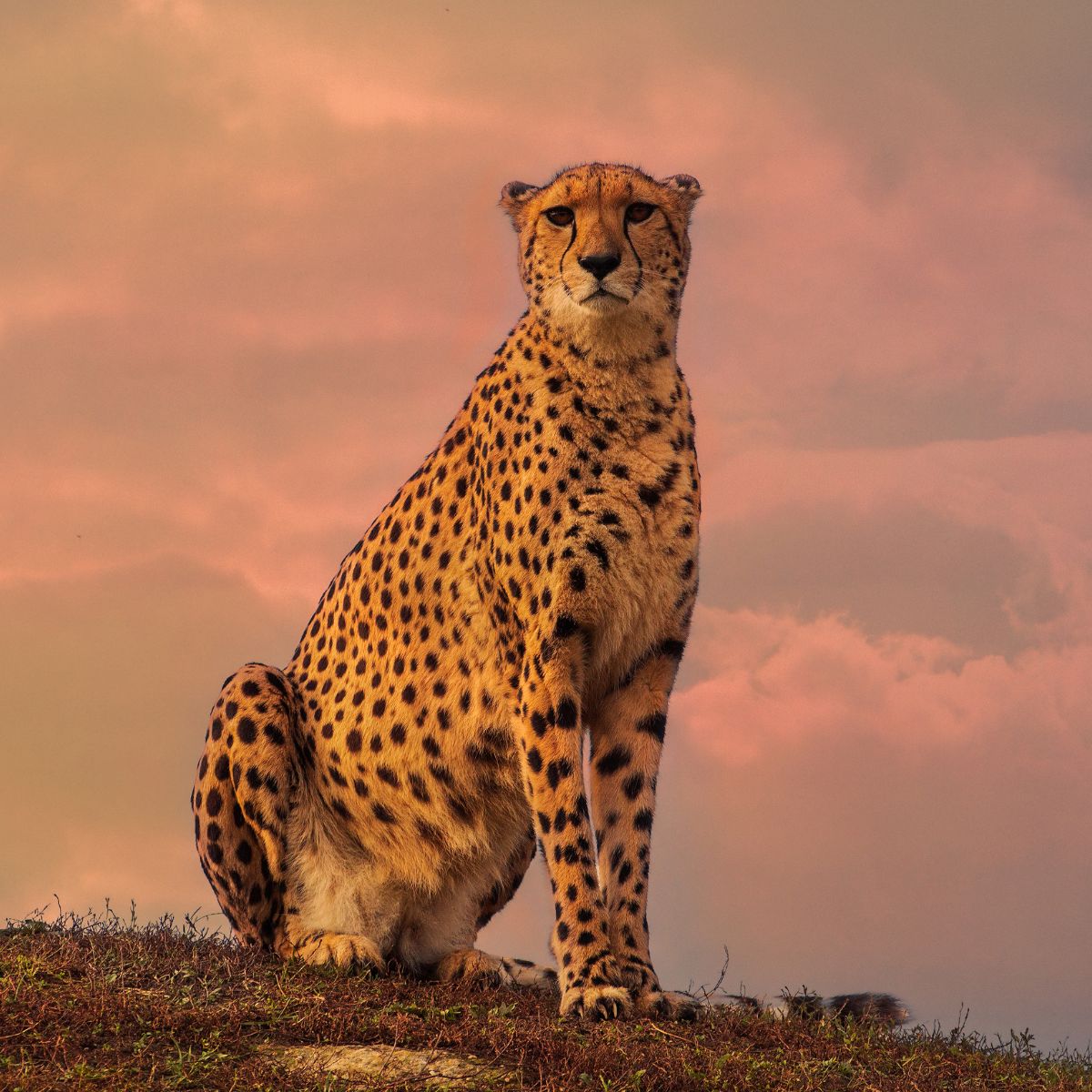 cheetah body size