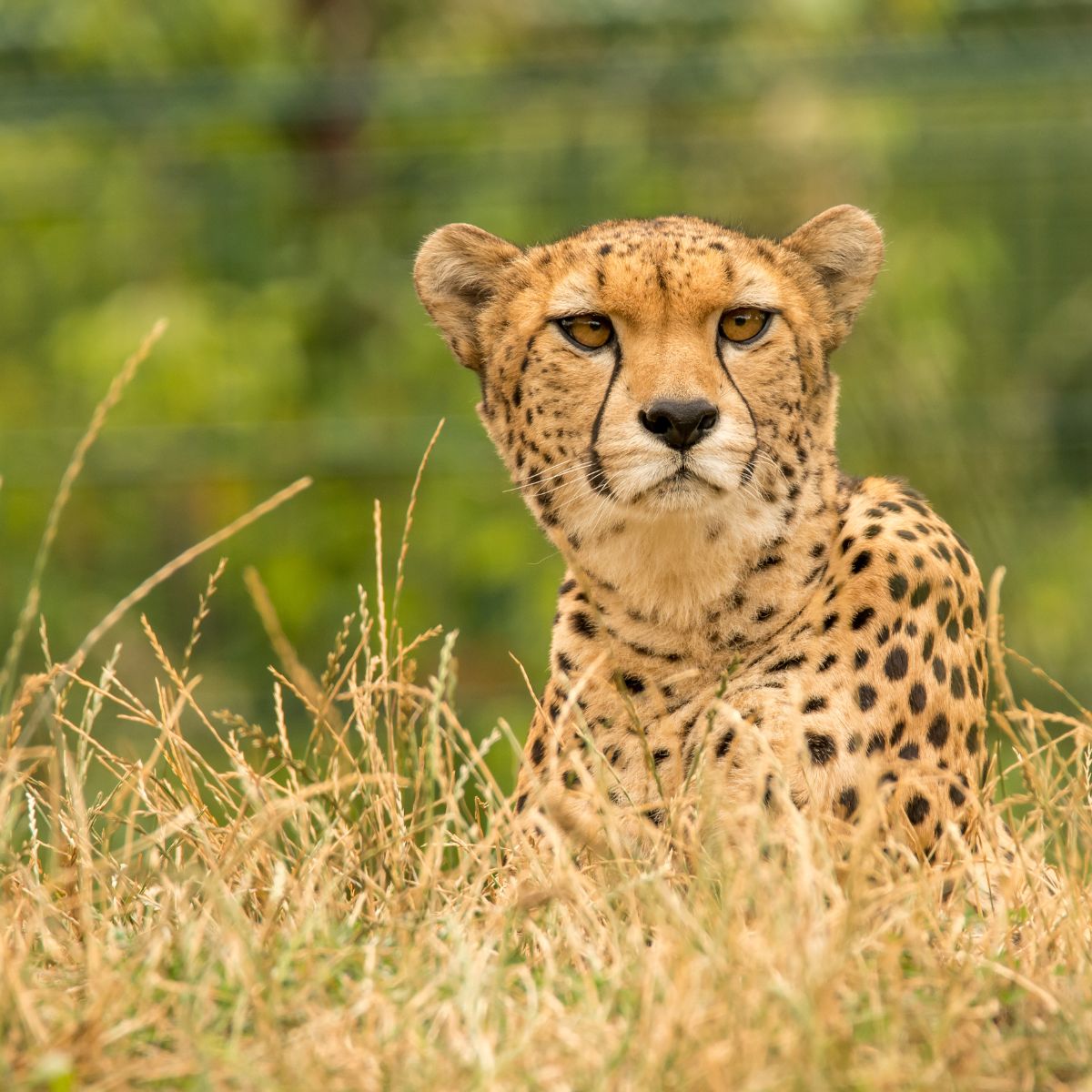 cheetah in grass