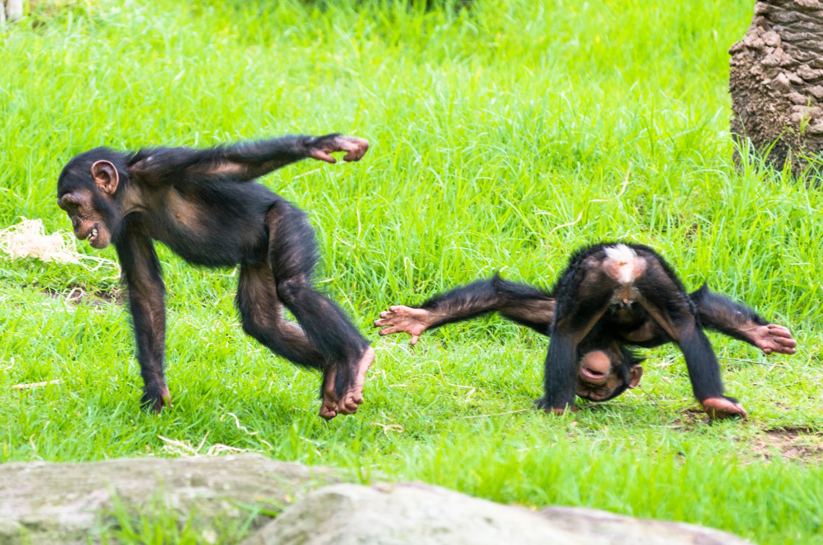 chimpanzees