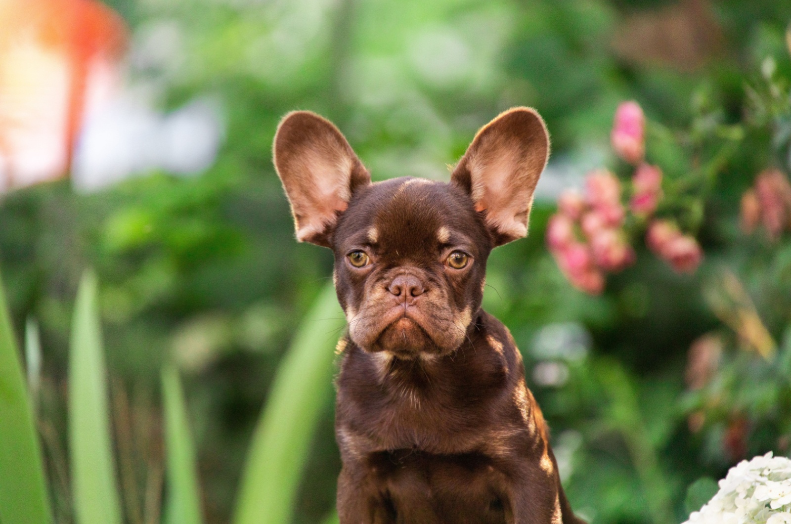 chocolate French bulldog puppy