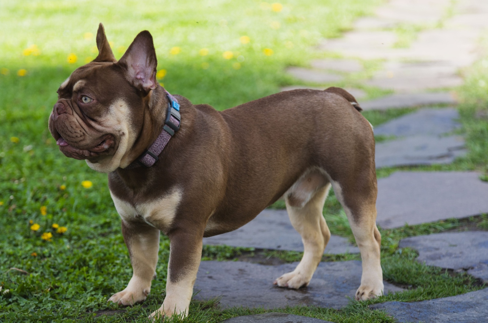 chocolate french bulldog