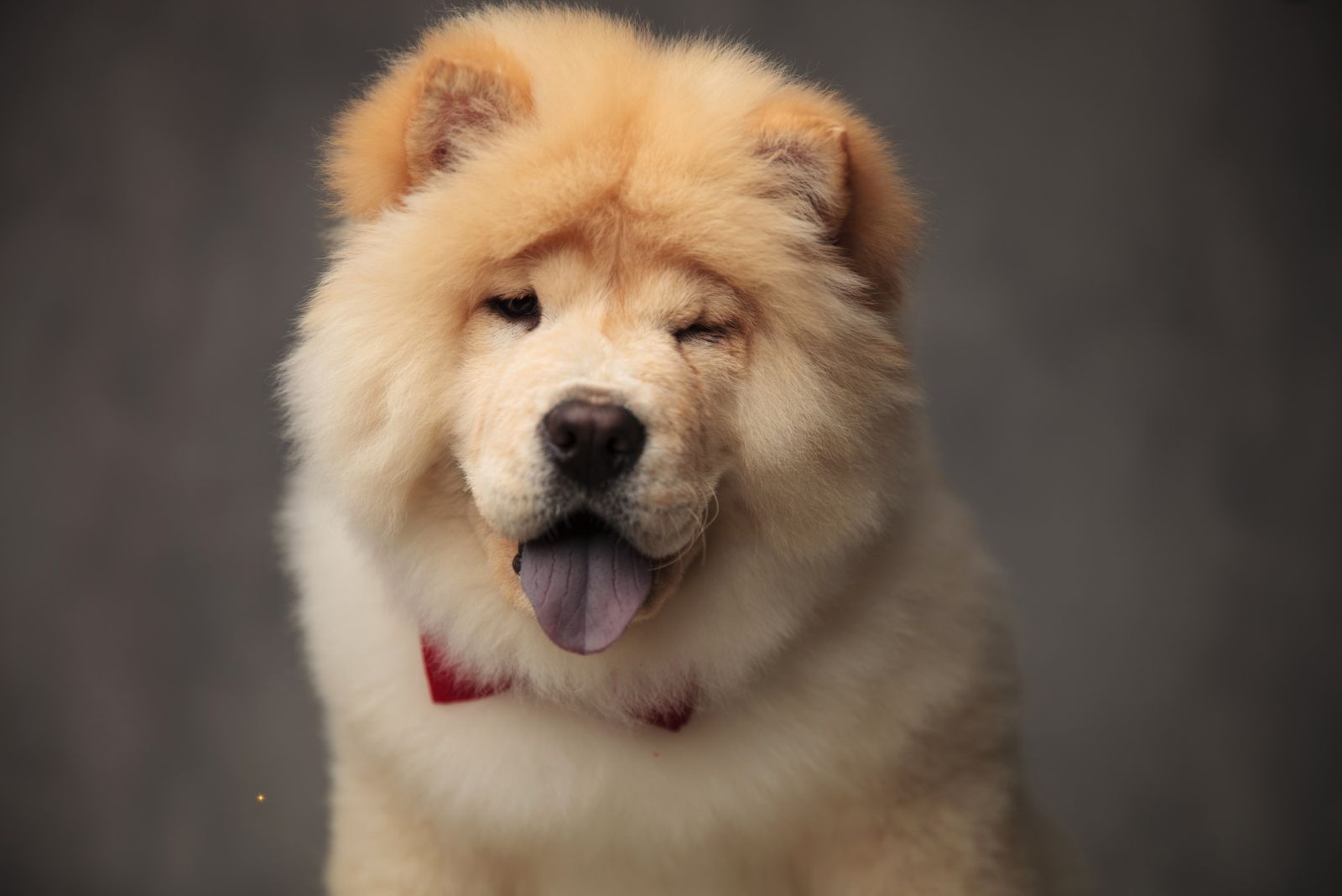 chow chow in bow