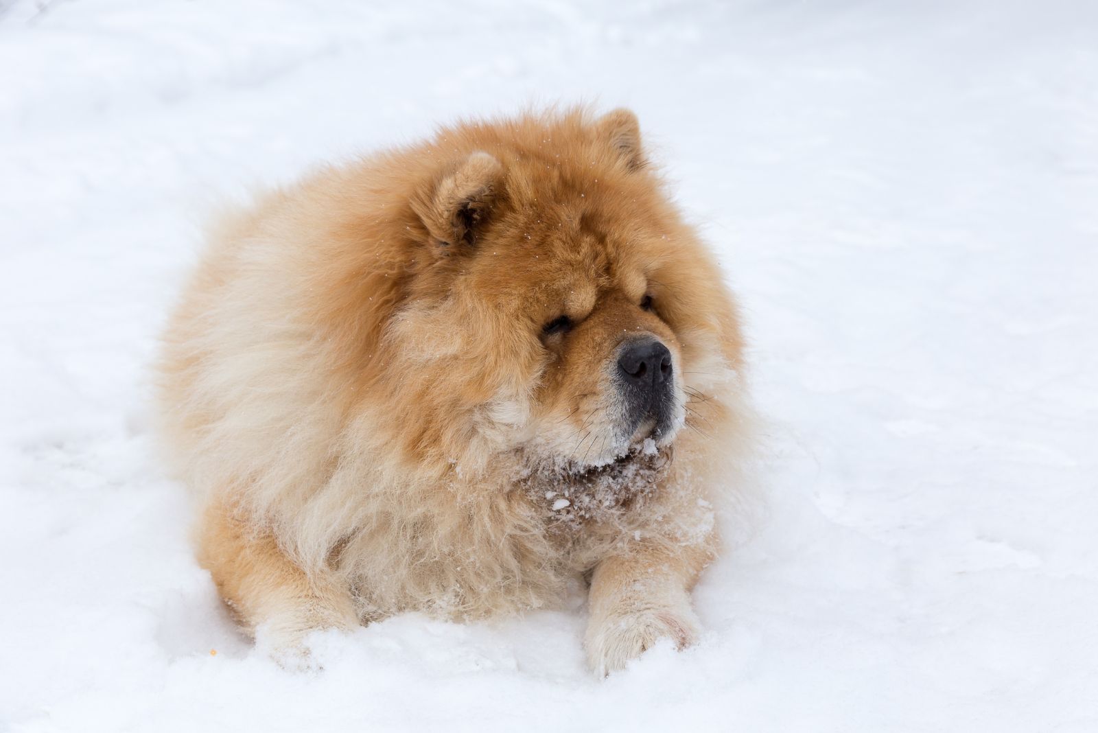 chow chow in snow