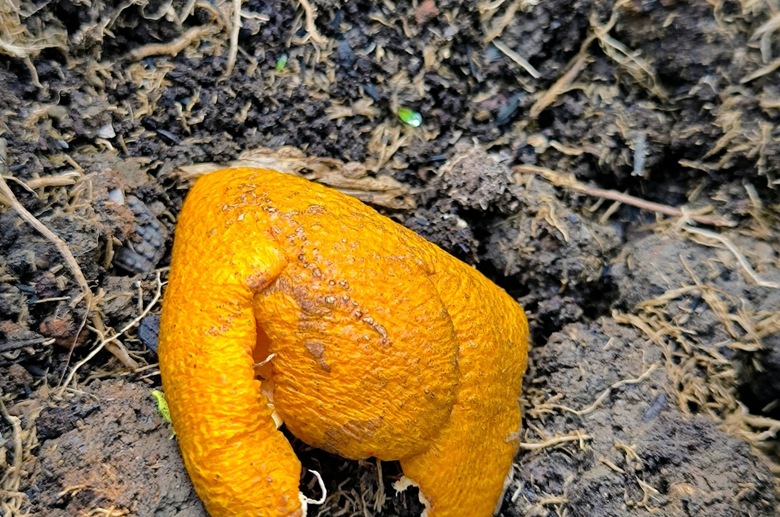 citrus peel in a plant pot