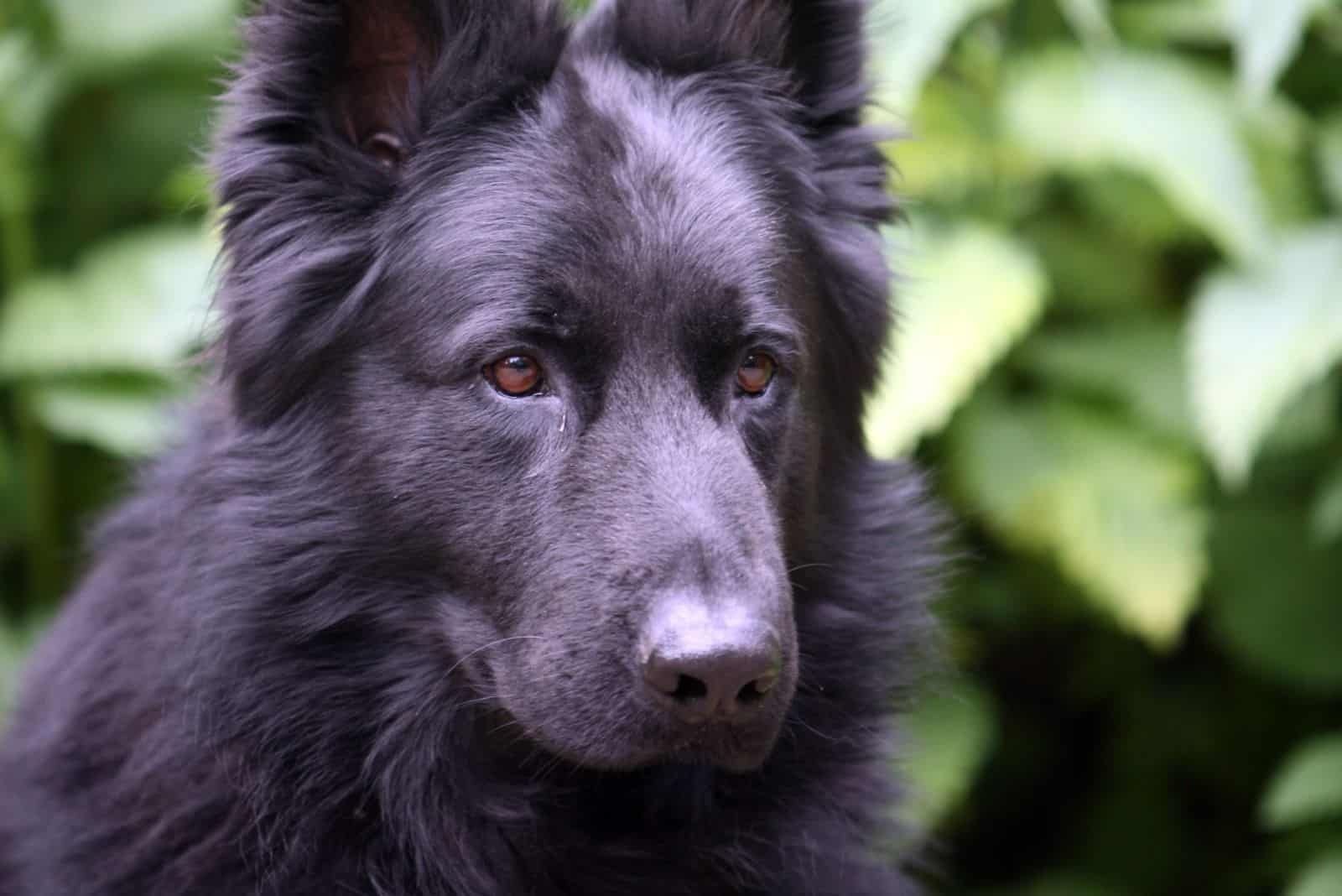 close-up photo of a blue german shepherd