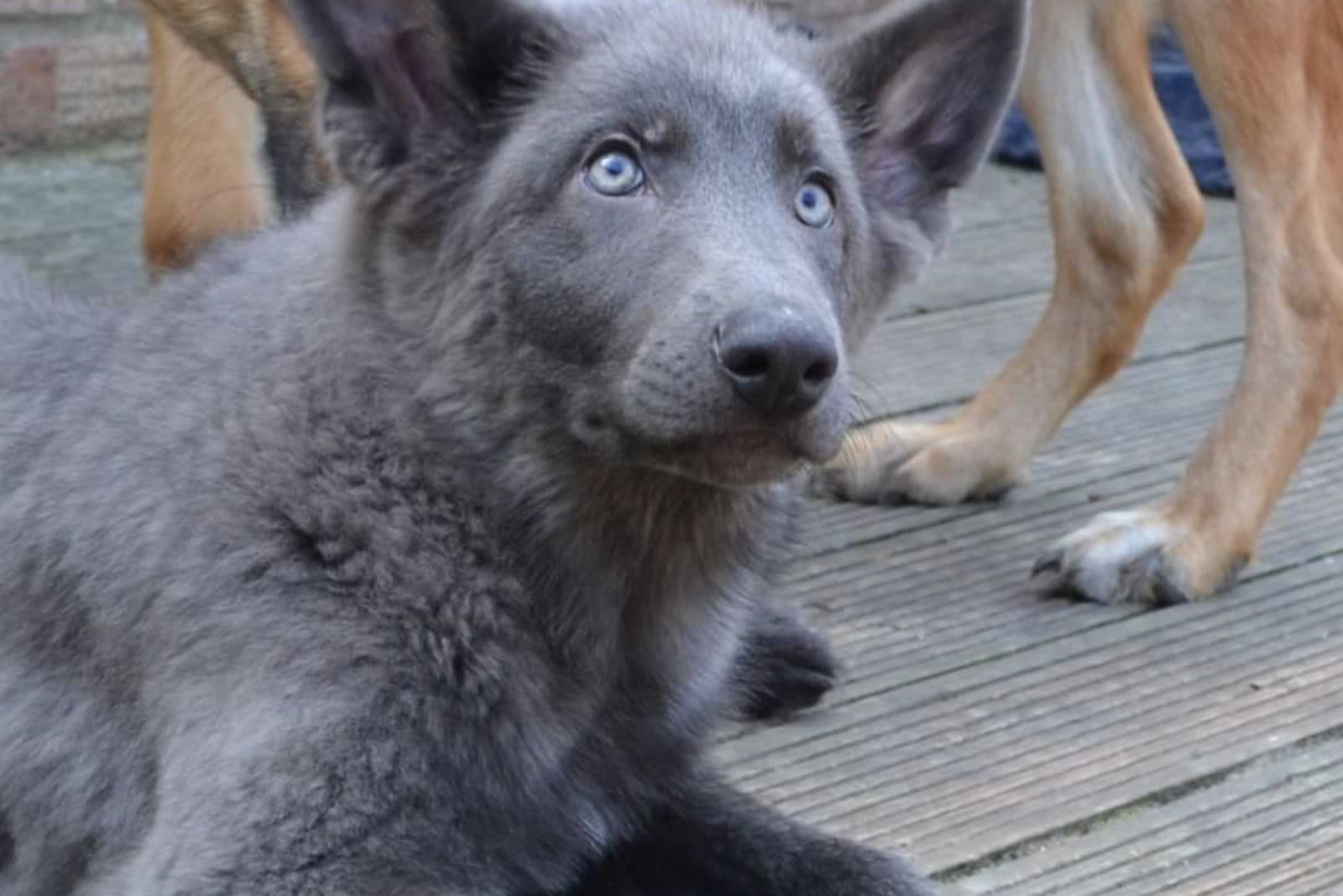 close-up photo of blue german shepherd