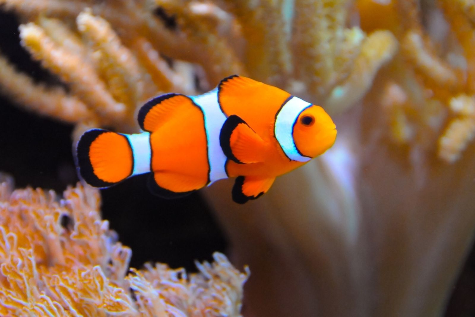 clownfish