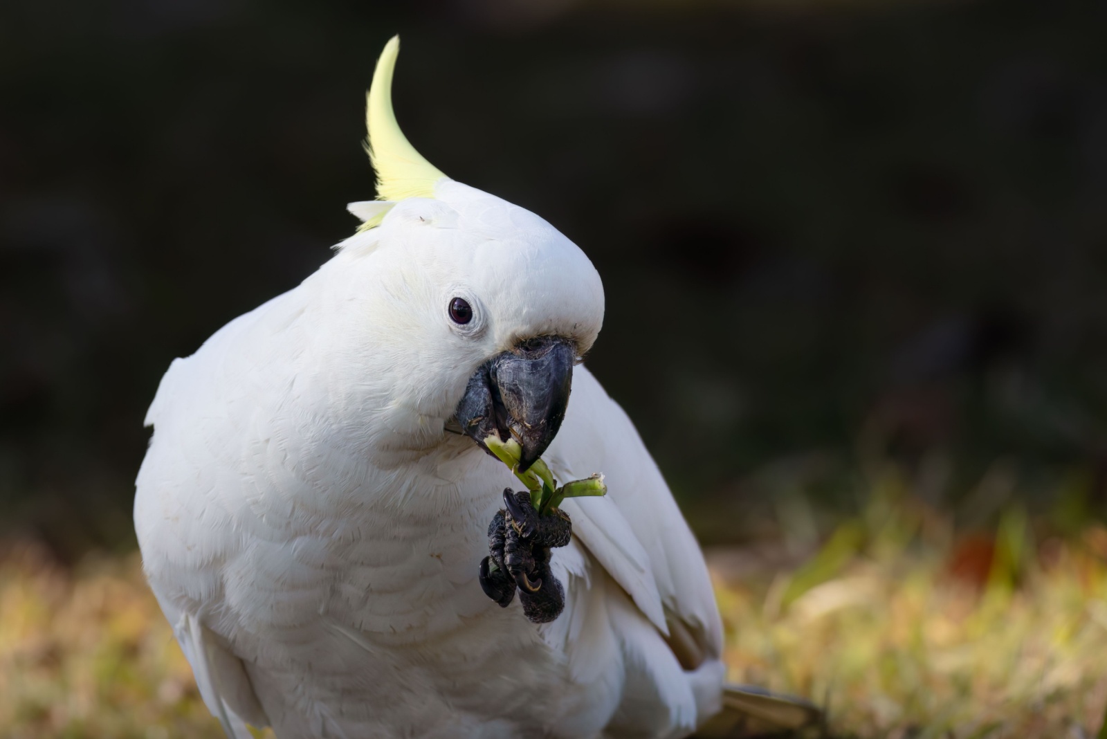 cockatoo