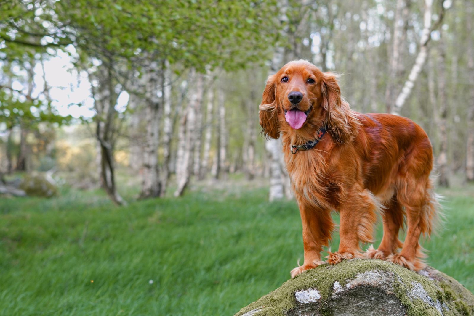 cocker spaniel