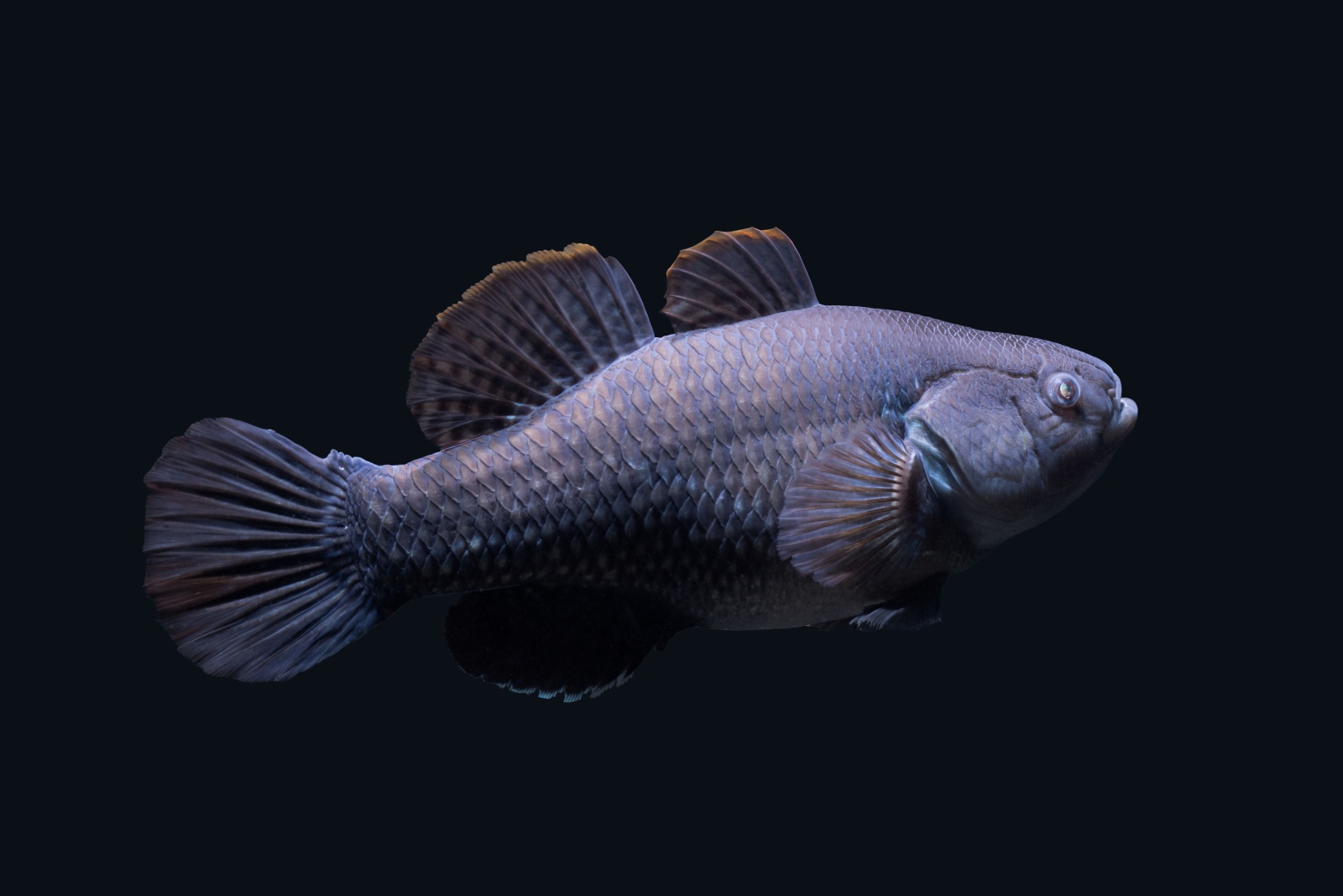 coelacanth