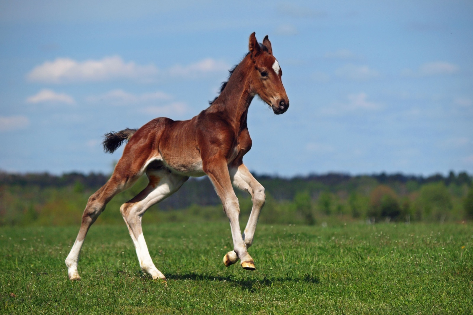 colt horse