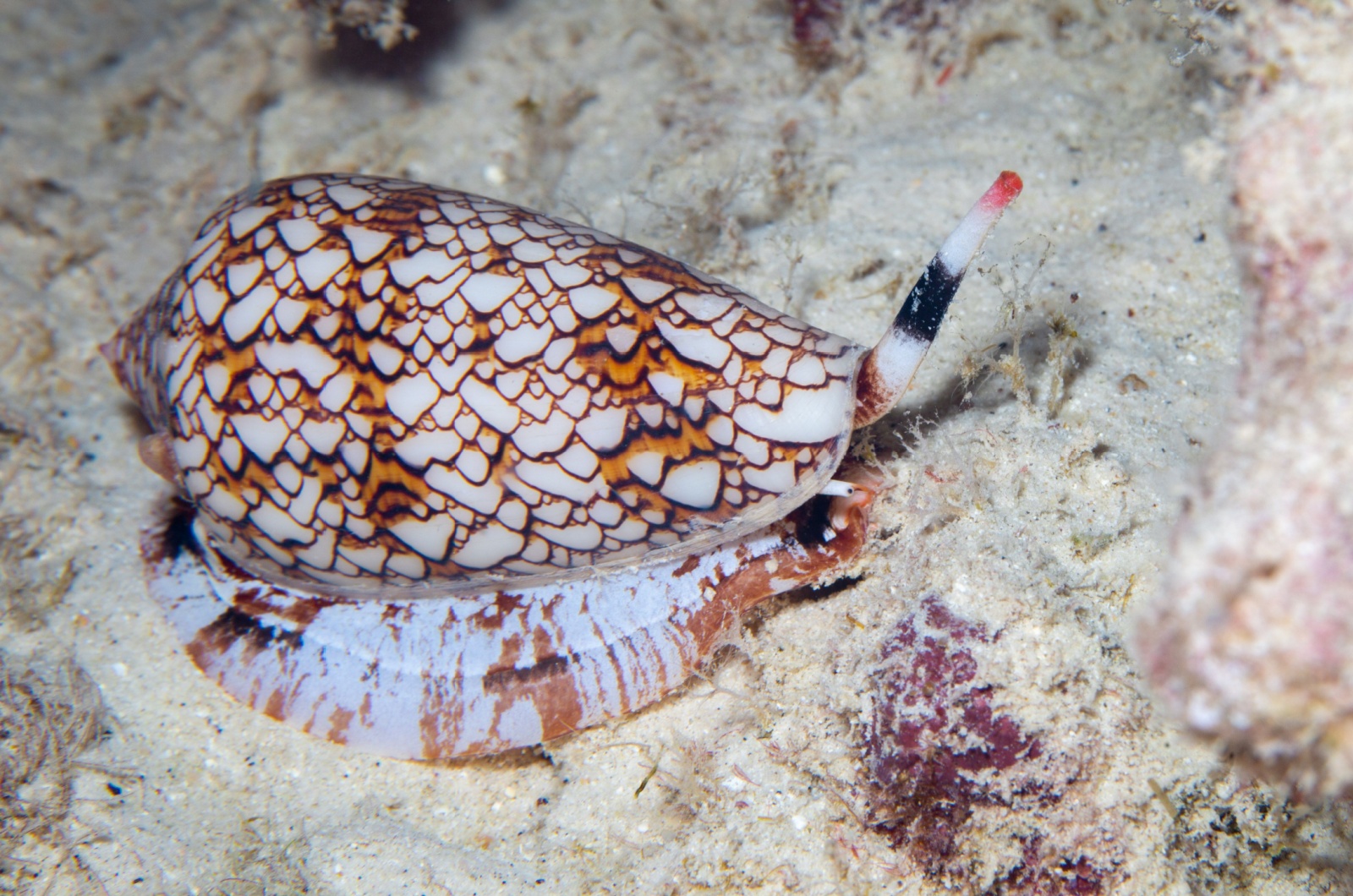 cone snail 