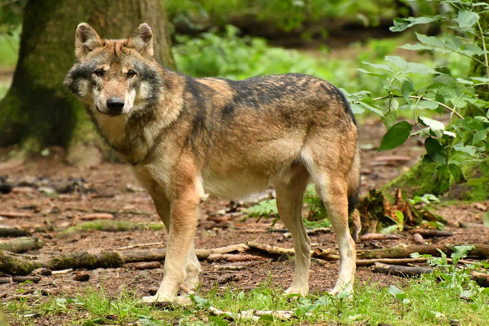 conservation red wolf