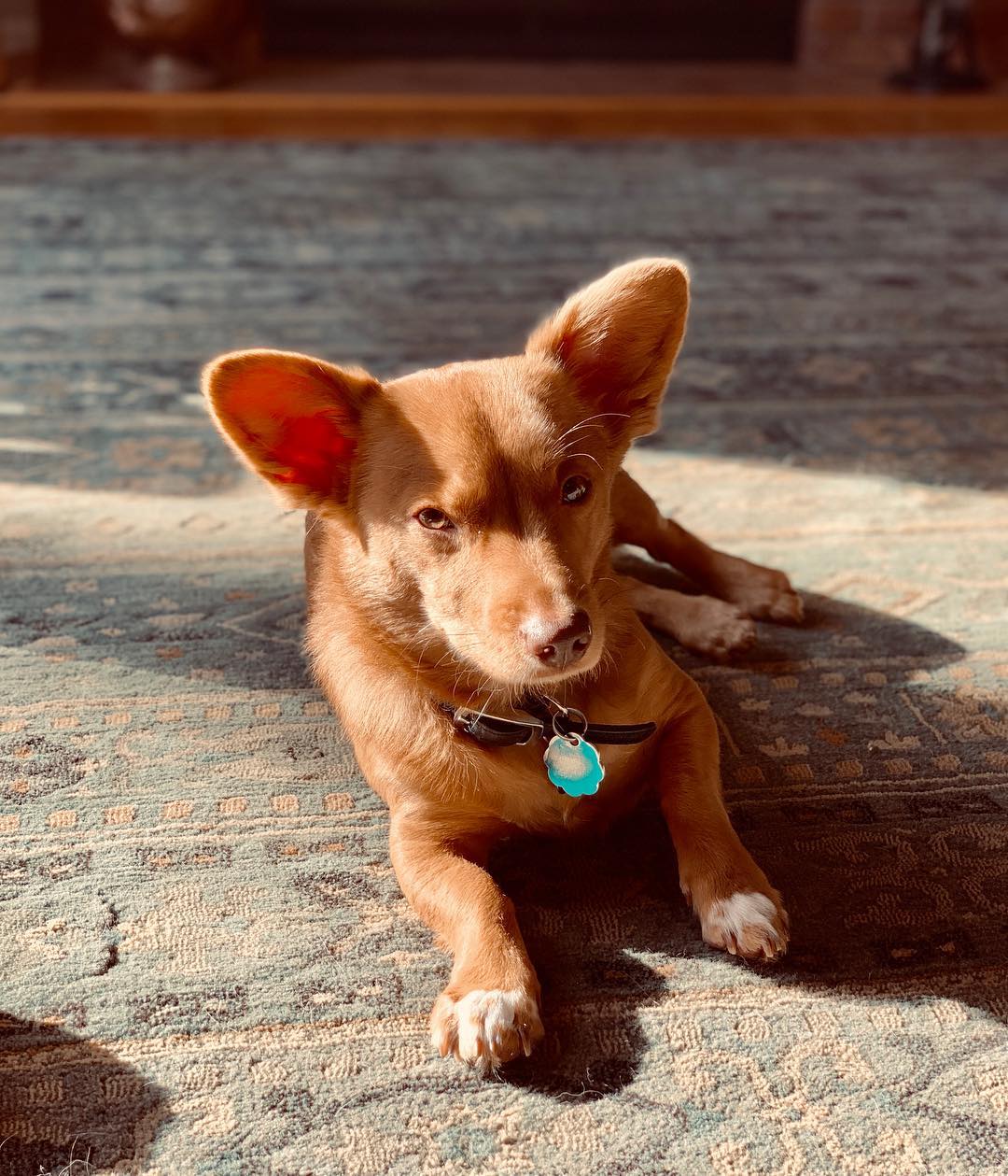 corgi dachund mix dog