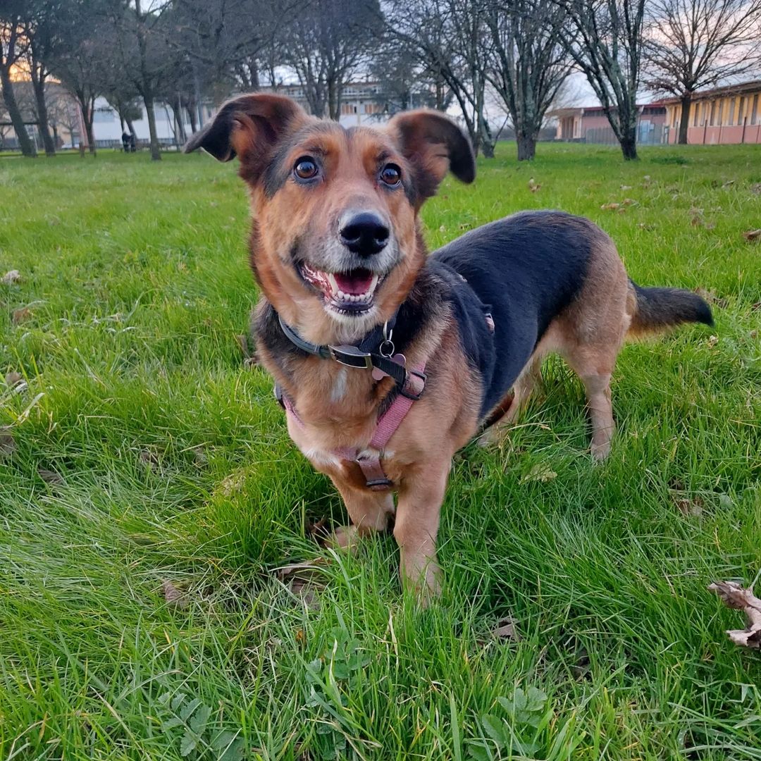 corgi german shepherd dog mix