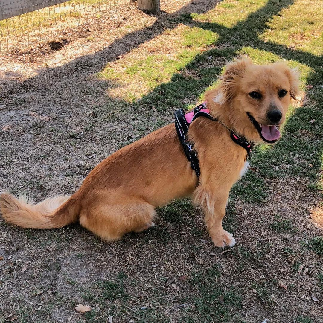 corgi golden retriever mix dog