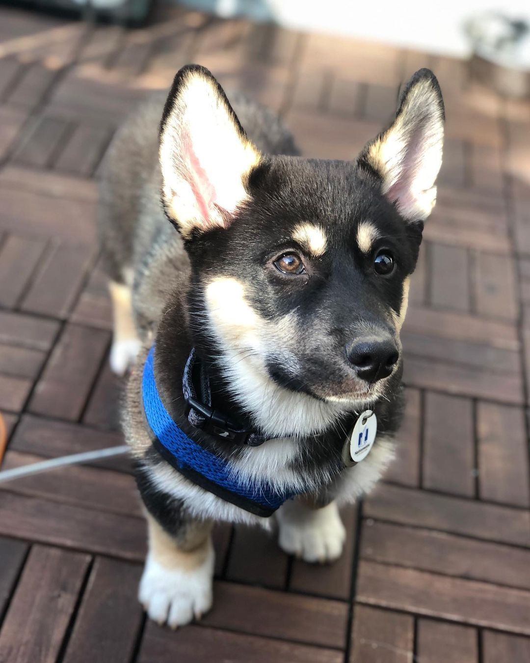 corgi husky mix dog