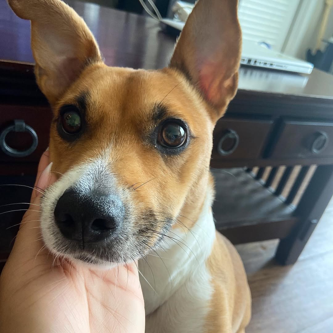 corgi jack russel mix dog