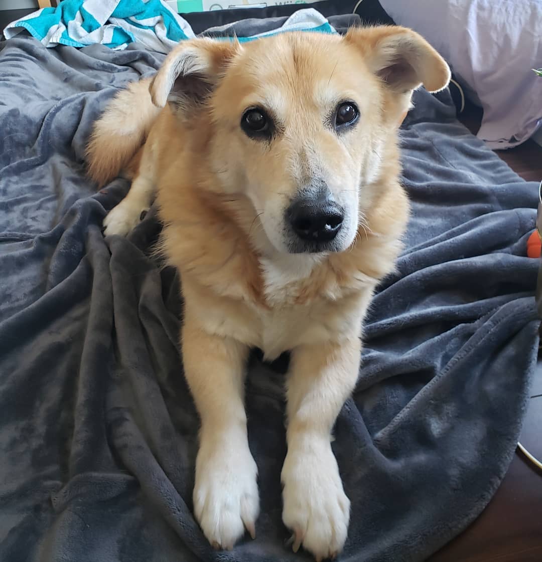 corgi lab mix dog