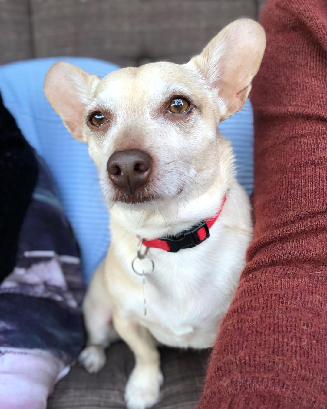 corgi mix chihuahua