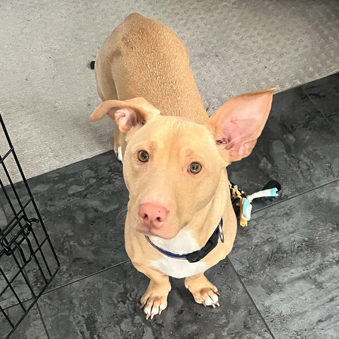 corgi pitbull mix dog