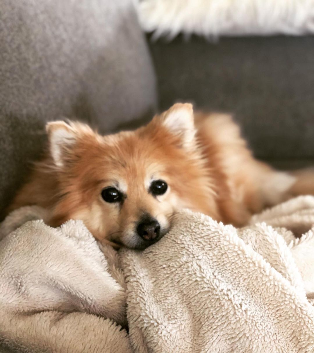 corgi pomeranian mix dog