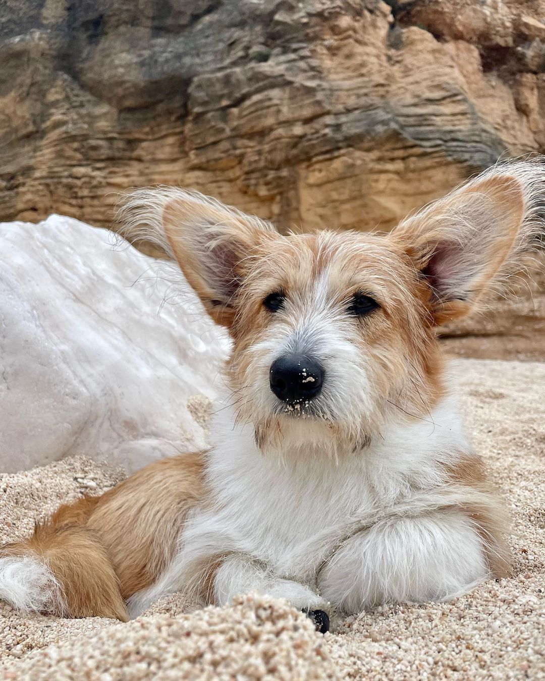 corgi poodle mix dog