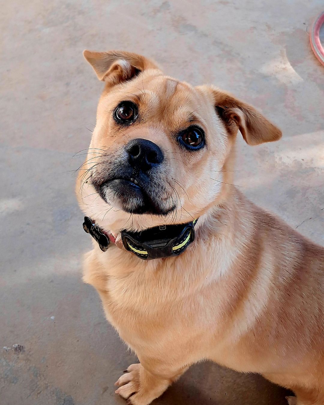 corgi pug mix dog