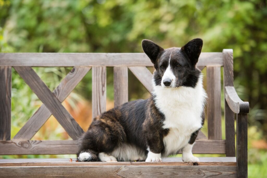 corgi sitting on a bench