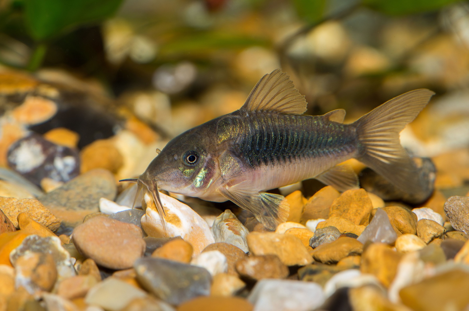 corydoras catfish